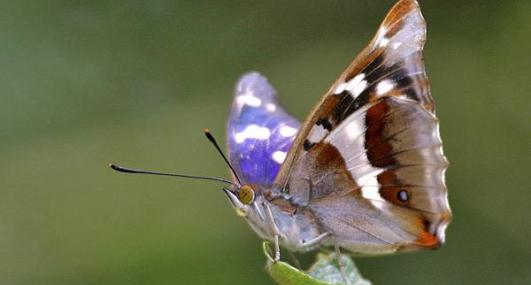Purple emperor butterfly - Keith Warmington - Keith Warmington